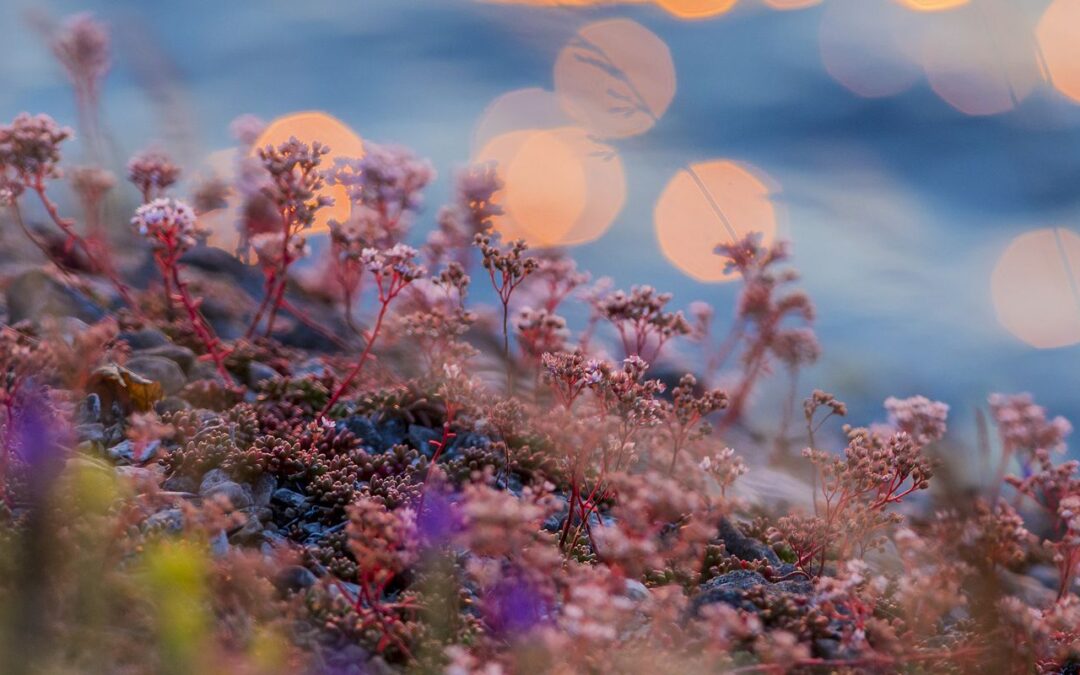Flora