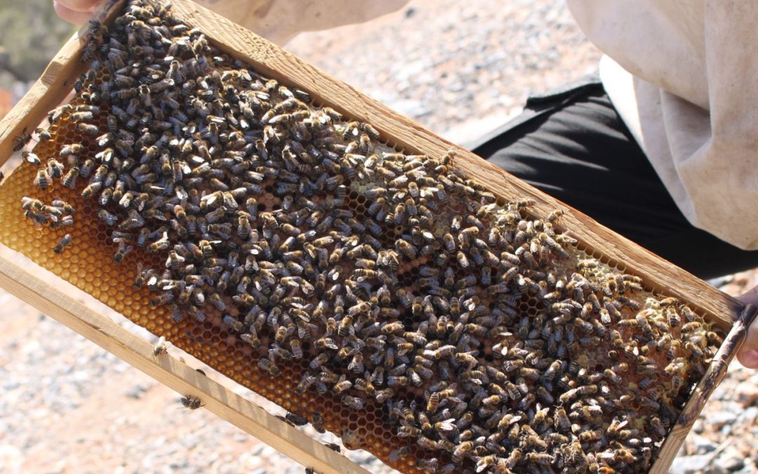 Bienen