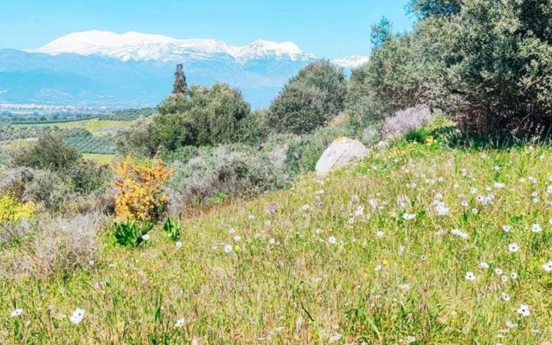 Kreta Flora