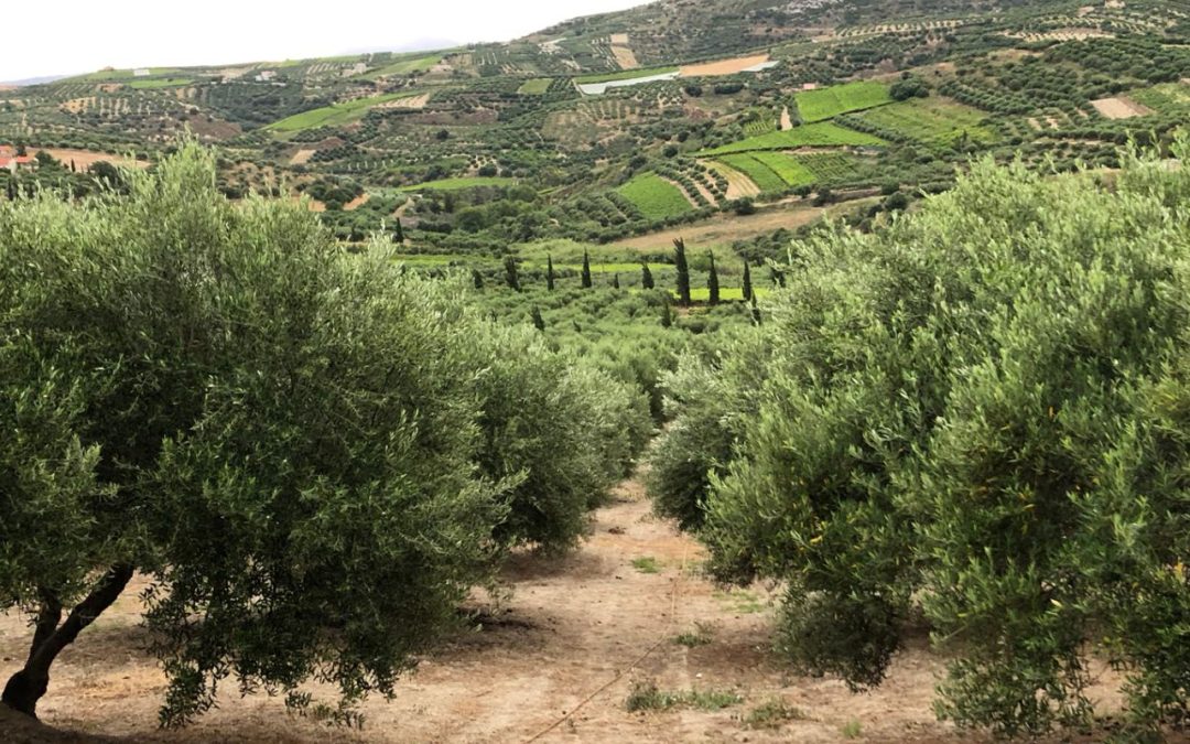 olive trees